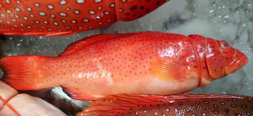 紅石班魚
